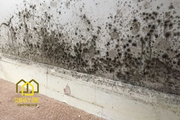What’s the First Step to Take When You Notice Damp on a Party Wall Newcastle upon Tyne?